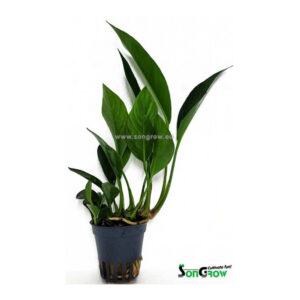 Alternative view of Son Grow Anubias congensis round