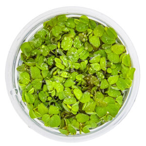 Alternative view of Salvinia Minima