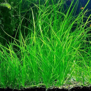 Son grow Vallisneria nana