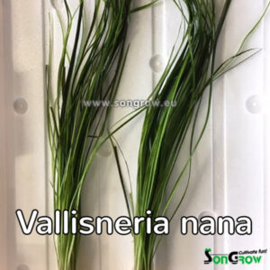 Alternative view of Son grow Vallisneria nana