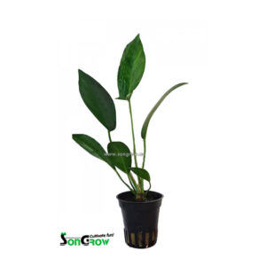Son Grow Anubias hastifolia