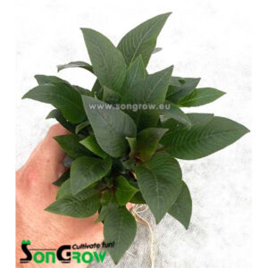 Alternative view of Son Grow Hygrophila dwarf
