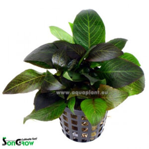 Son Grow Hygrophila dwarf