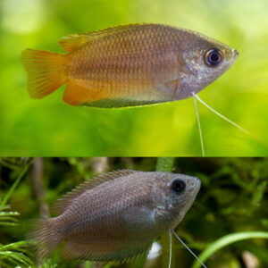 Colisa chuna Honiggurami (Low Grade)