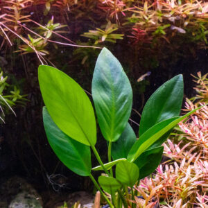 Alternative view of Son Grow Anubias hastifolia