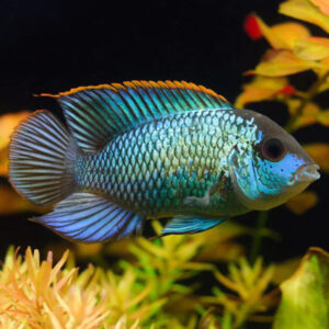 Andinoacara Pulcher (Neon blue acara) S