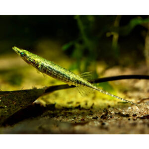 Indostomus paradoxus