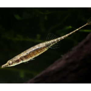 Alternative view of Indostomus paradoxus