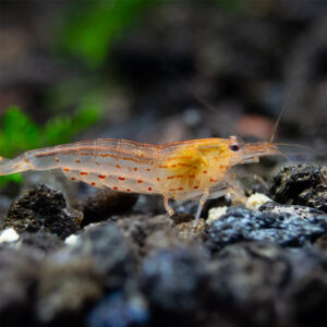 Caridina multidentata Orange (Amano Shrimp)