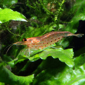 Alternative view of Caridina multidentata Orange (Amano Shrimp)