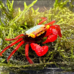 Alternative view of Geosesarma dennerle / hagen