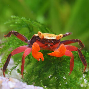 Geosesarma dennerle / hagen