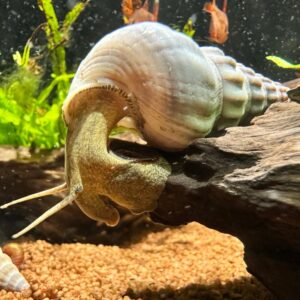 White Brotia herculea (Giant tower cap snail)