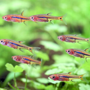 Alternative view of Boraras urophthalmmoides (Least Rasbora)