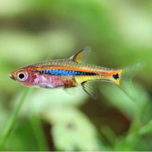 Boraras urophthalmmoides (Least Rasbora)