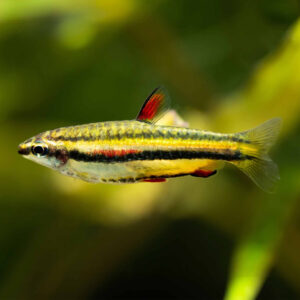 Nannostomus marginatus (Dwarf Pencilfish)