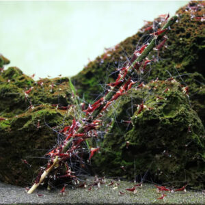 Alternative view of GlasGarten Shrimp Lollies - 4in1 Power Basic Mix