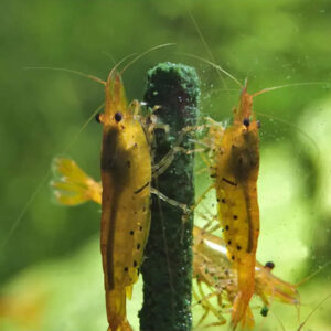 Alternative view of GlasGarten Shrimp Lollies - 4in1 Power Algae