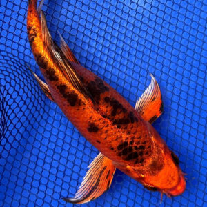 Cyprinus carpio (Koi)