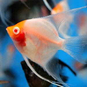 Alternative view of Pterophyllum Scalare Albino Red Cap
