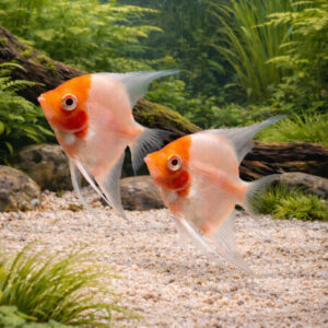 Pterophyllum Scalare Albino Red Cap