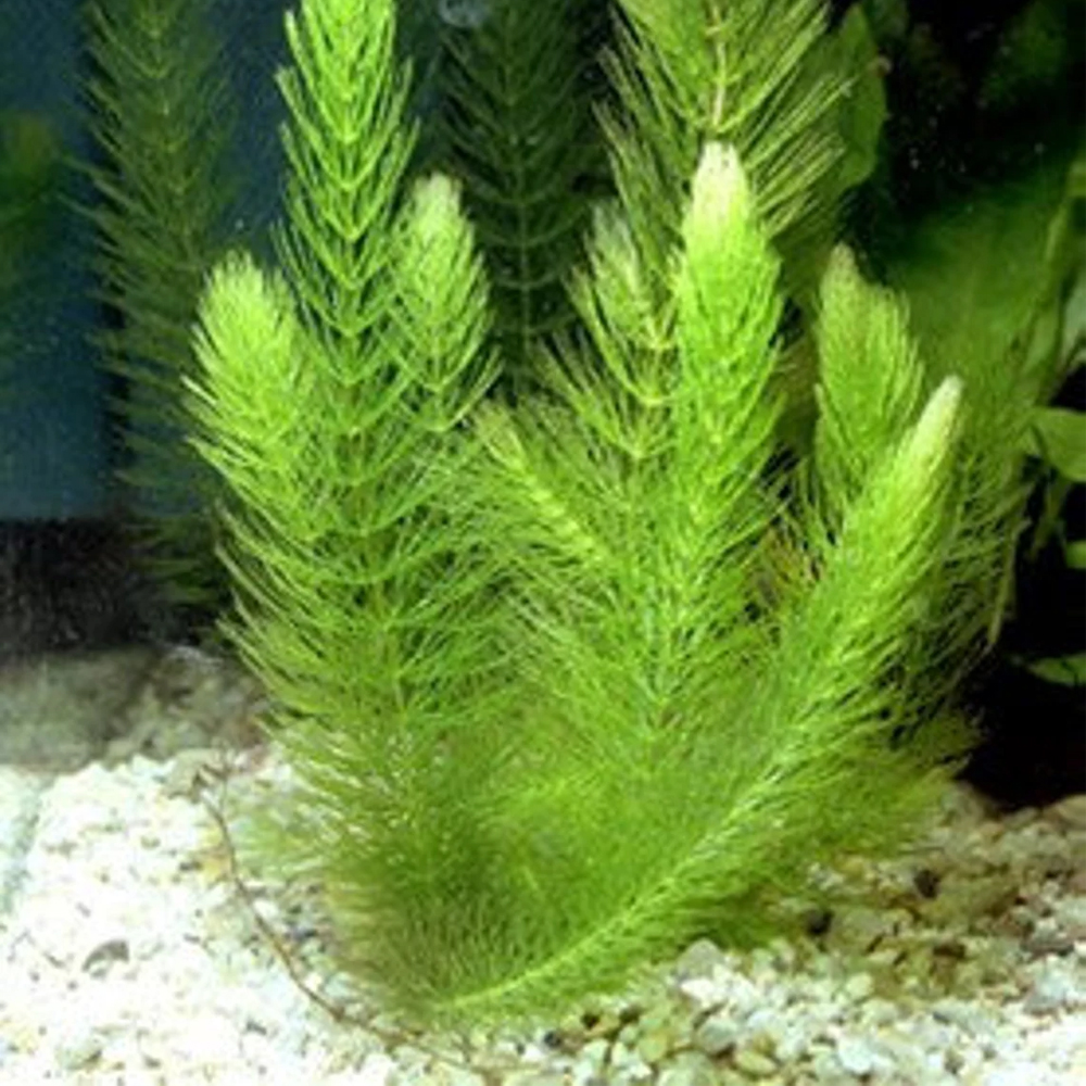 Ceratophylum Demersum