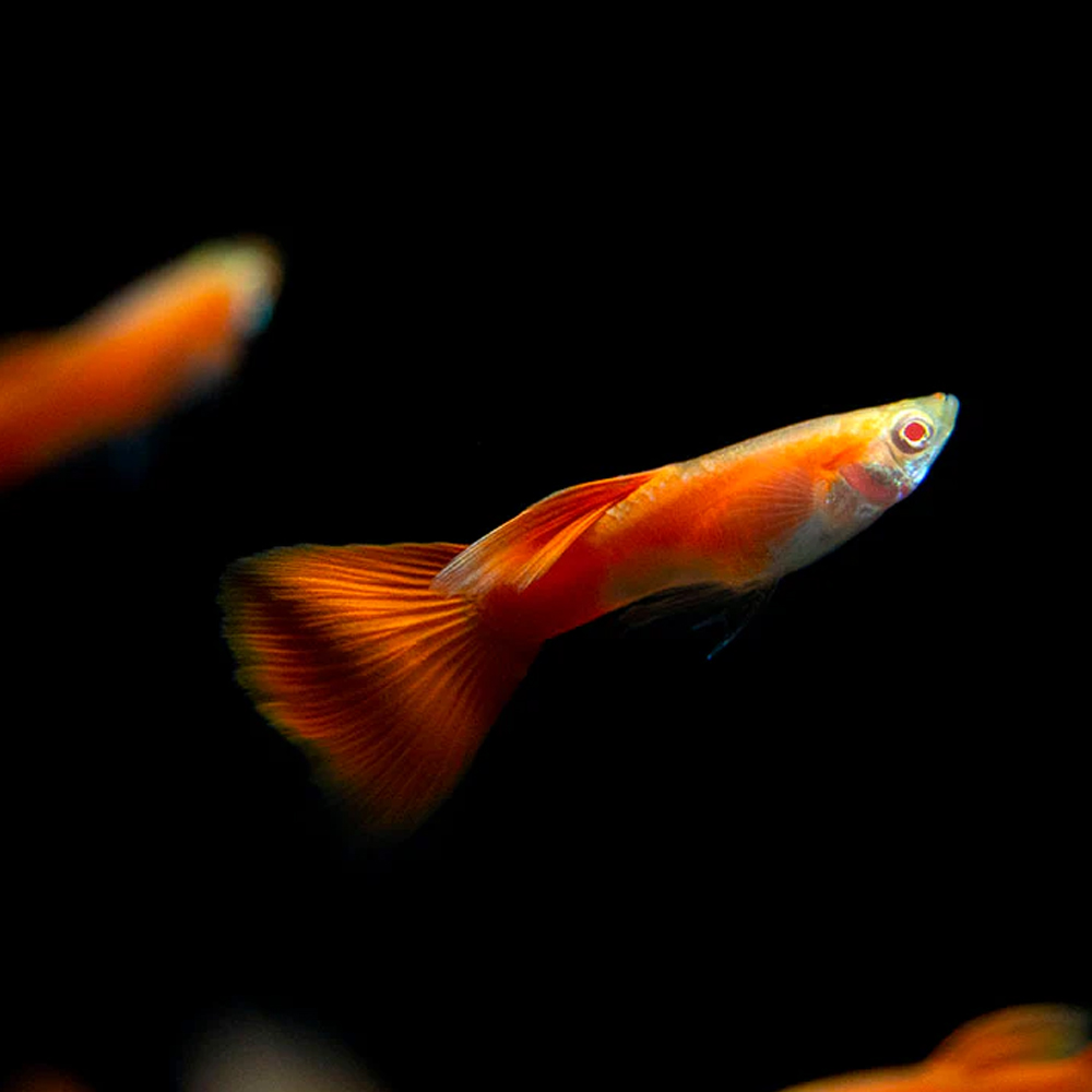 Guppy full red - Image 4