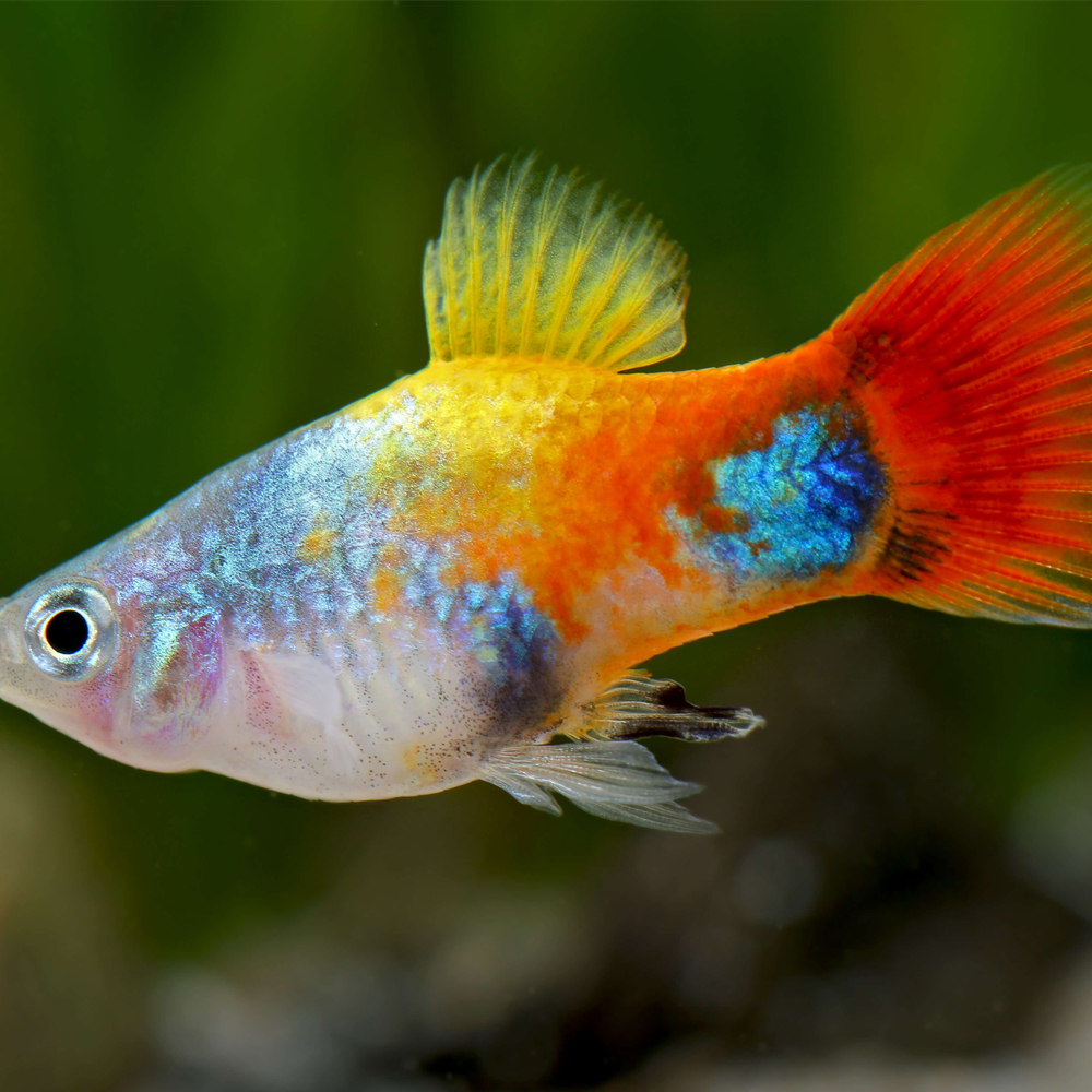 Platy Blue Butterfly Micky Mouse - Image 3