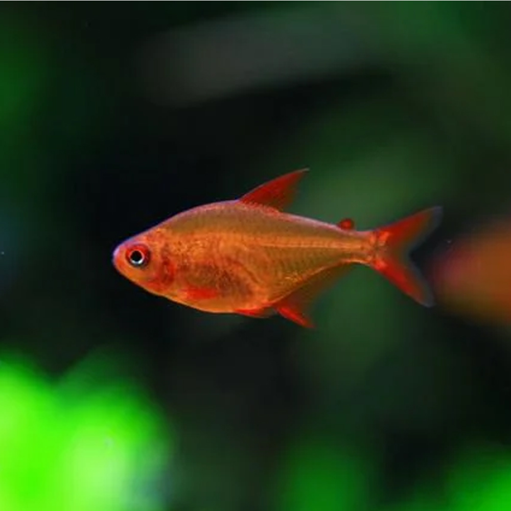 Hyphessobrycon sp. Mzuel Red Cherry (Mato Grosso Red Cherry Tetra) - Image 3