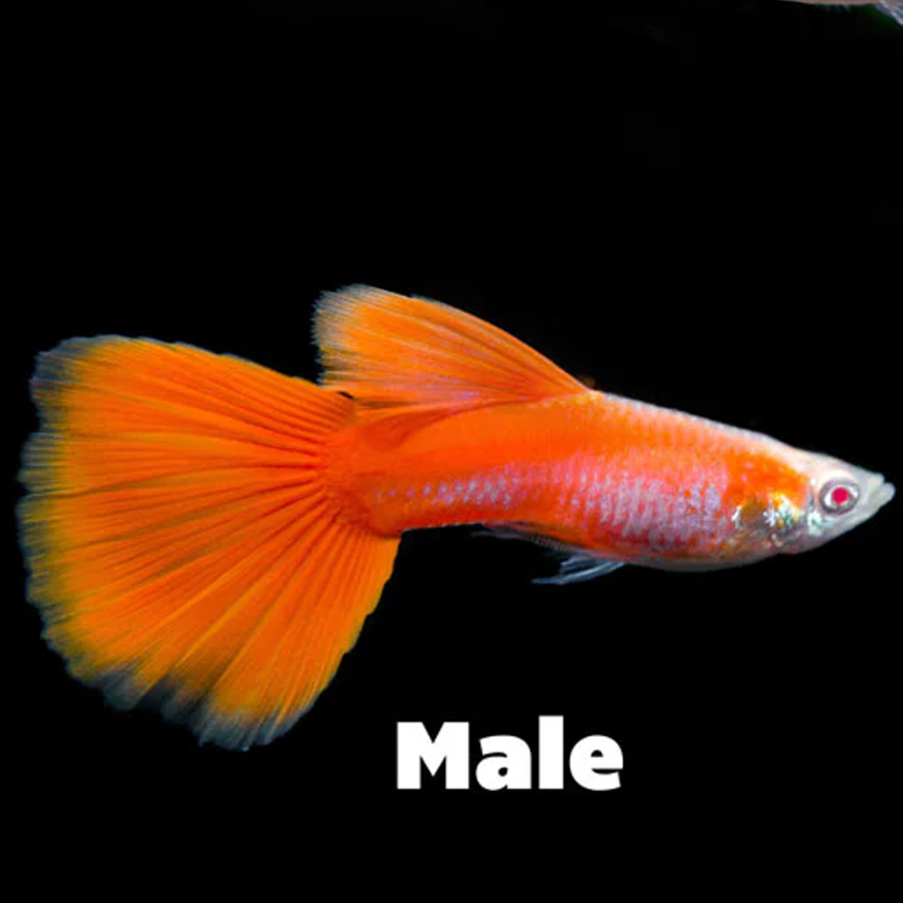 Guppy full red - Image 3