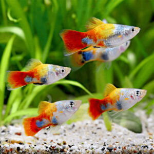 Platy Blue Butterfly Micky Mouse