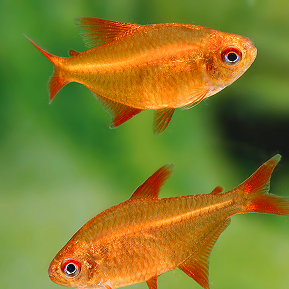 Hyphessobrycon sp. Mzuel Red Cherry (Mato Grosso Red Cherry Tetra) - Image 4