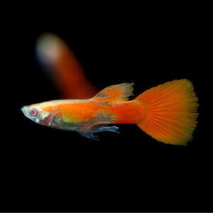 Guppy full red