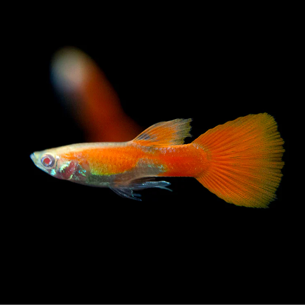 Guppy full red