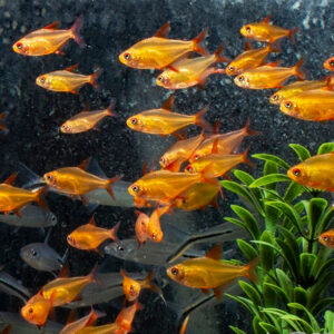 Hyphessobrycon sp. Mzuel Red Cherry (Mato Grosso Red Cherry Tetra)
