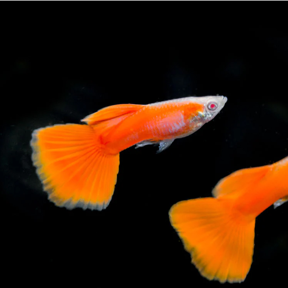 Guppy full red - Image 2