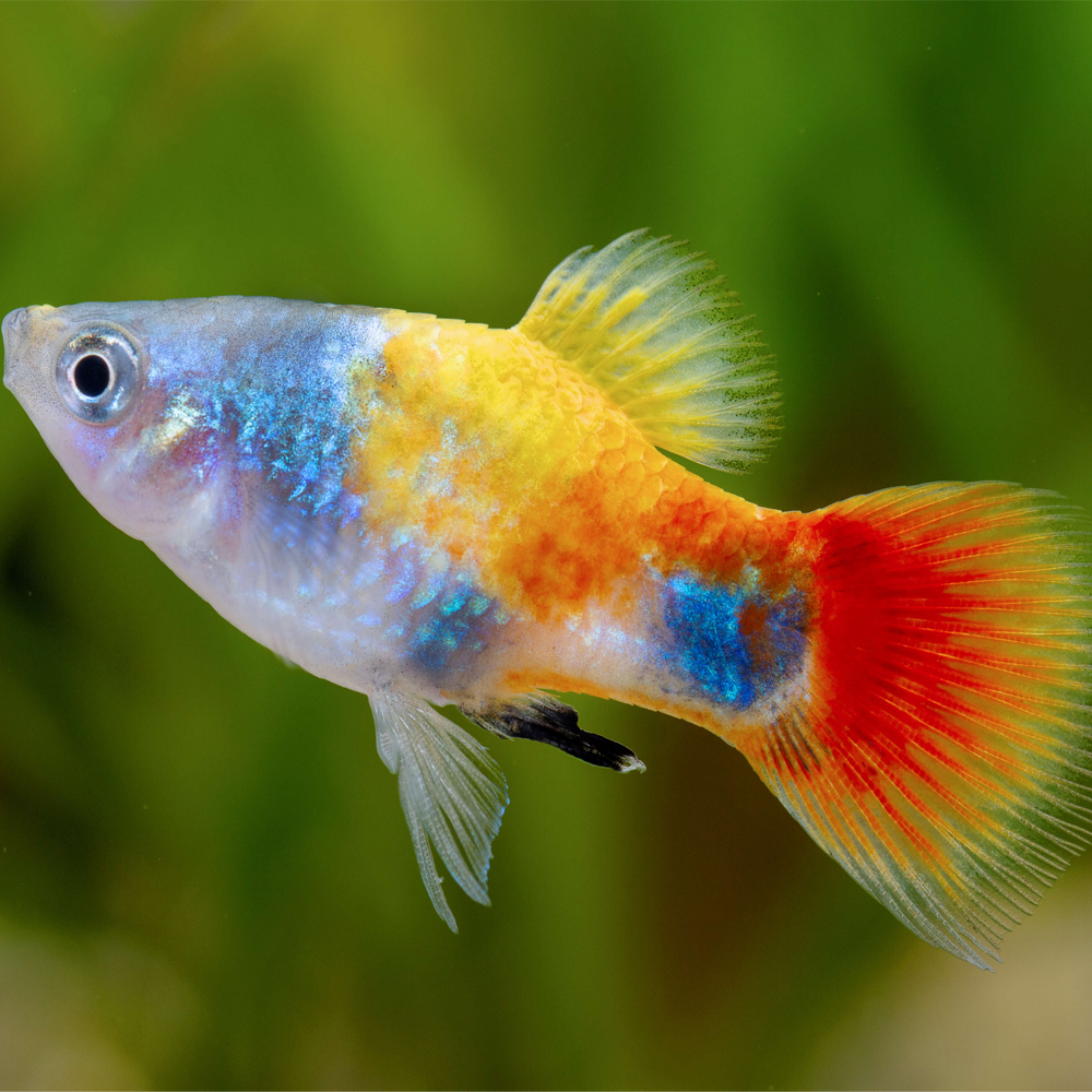 Platy Blue Butterfly Micky Mouse - Image 2