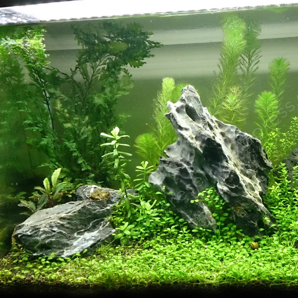 Glossostigma elatinoides - Image 3