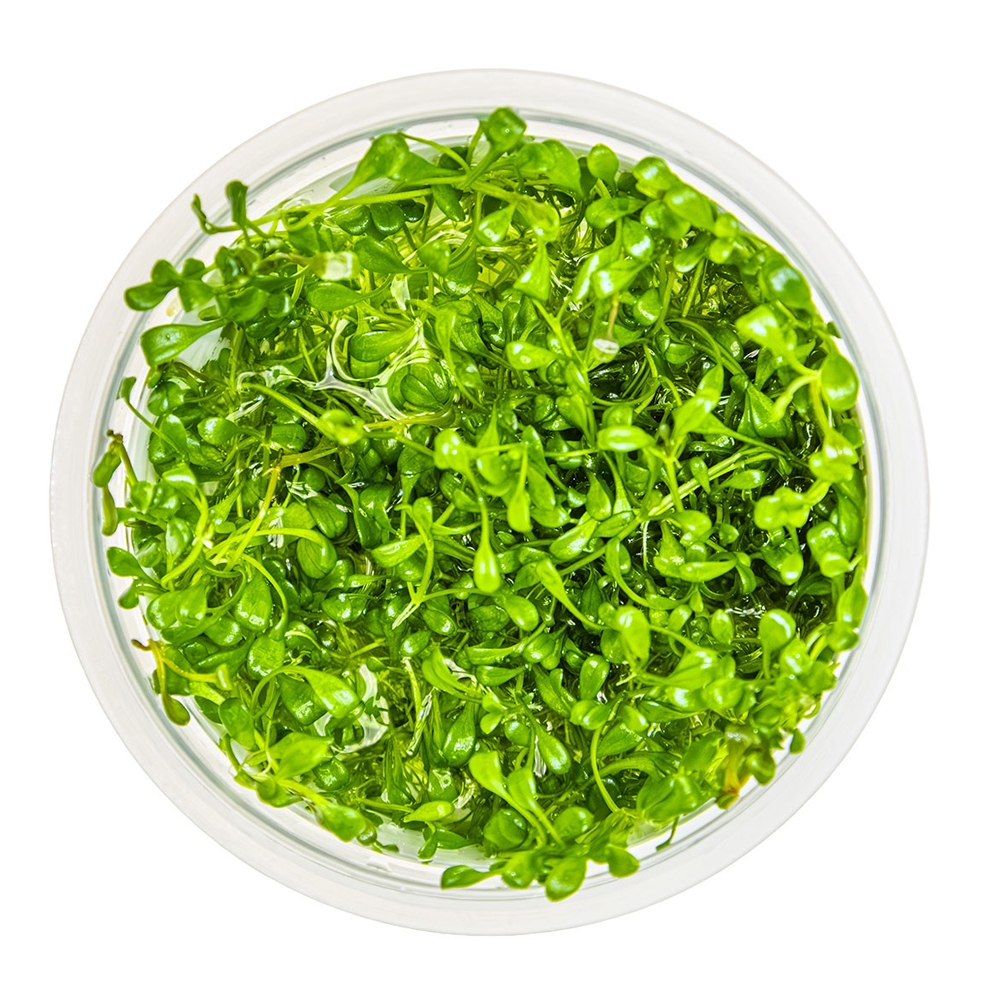 Glossostigma elatinoides - Image 2