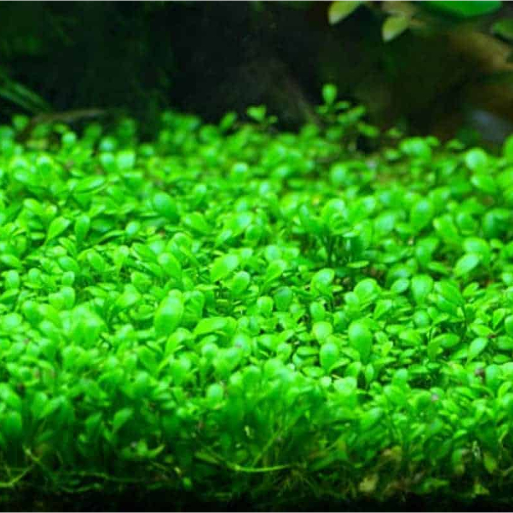 Glossostigma elatinoides