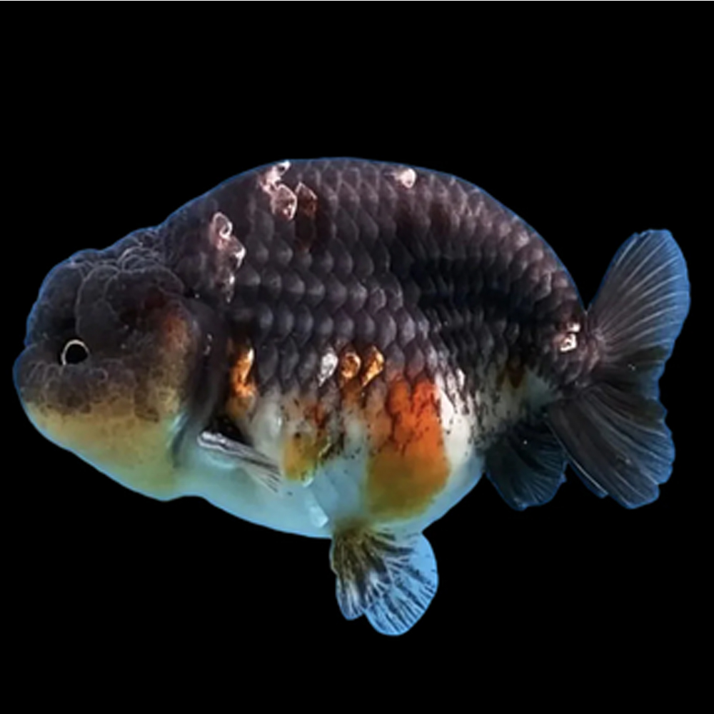 Carassius auratus calico/black-white ranchu 6-7cm (Χρυσόψαρο) - Image 2