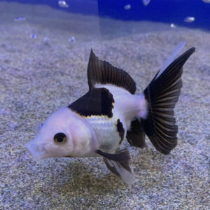 Alternative view of Carassius auratus panda goldfish 6-7εκ. (Χρυσόψαρο)