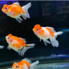 Carassius auratus pearl scale 4 εκ. (Χρυσόψαρο)