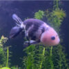 Carassius auratus calico/black-white ranchu 6-7cm (Χρυσόψαρο)
