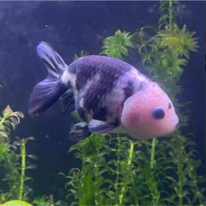 Carassius auratus calico/black-white ranchu 6-7cm (Χρυσόψαρο)