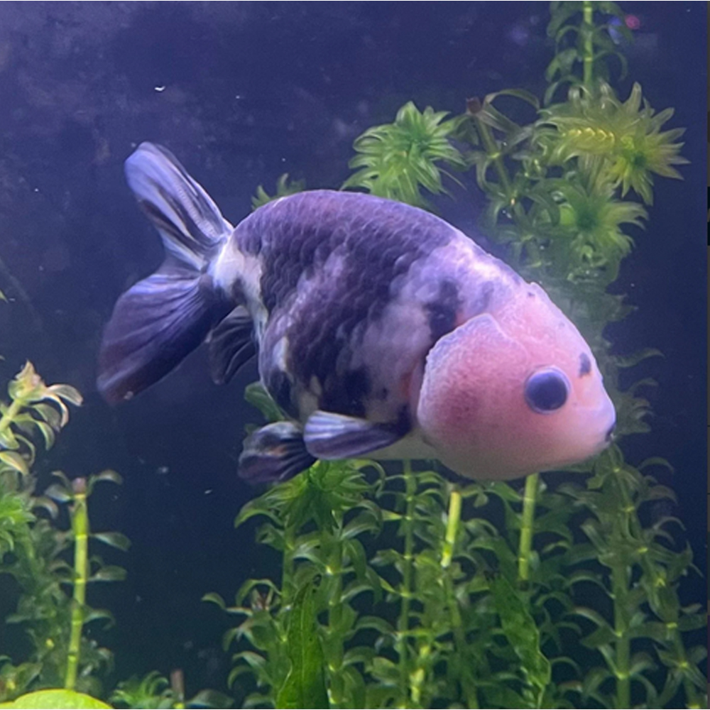 Carassius auratus calico/black-white ranchu 6-7cm (Χρυσόψαρο)