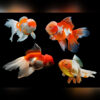 Carassius auratus calico oranda 7-8cm (Χρυσόψαρο)