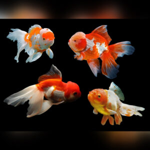 Carassius auratus calico oranda 7-8cm (Χρυσόψαρο)