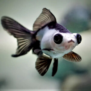 Carassius auratus panda goldfish 6-7εκ. (Χρυσόψαρο)