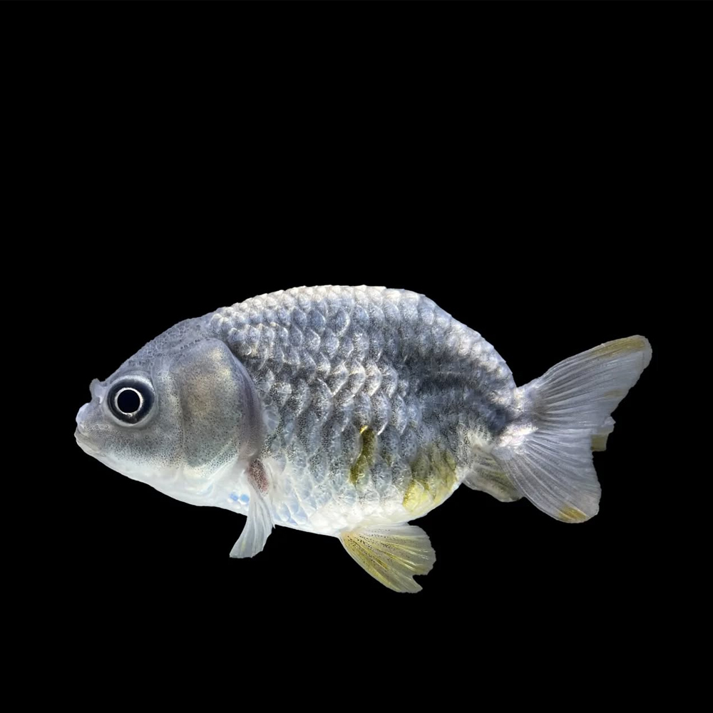 Carassius auratus calico/black-white ranchu 6-7cm (Χρυσόψαρο) - Image 3